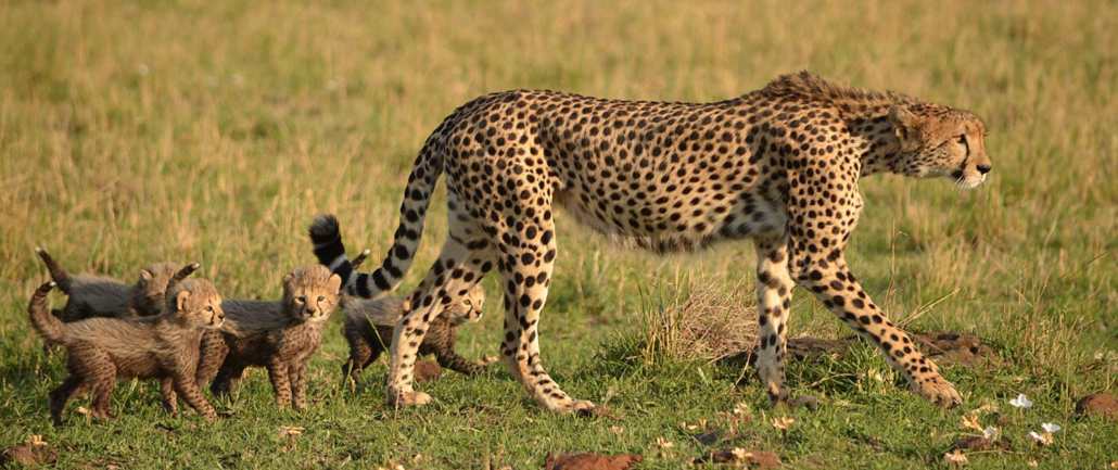 Safari after Kilimanjaro cheetah cubs with mother