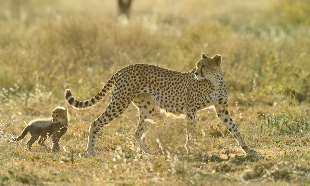 Safari after Kilimanjaro Cheetah