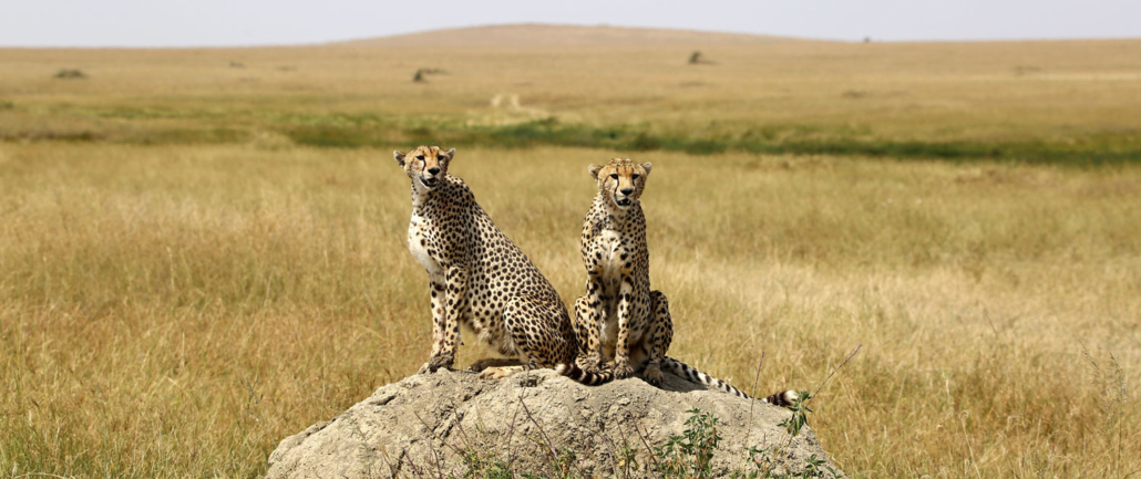 Safari after Kilimanjaro cheetah in the Serengeti