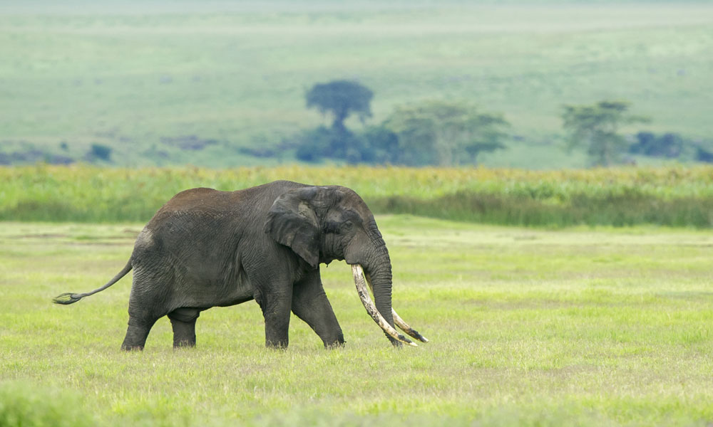 Safari after Kilimanjaro Elephant In Ngorongoro Crater
