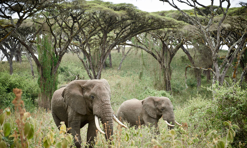 Safari after Kilimanjaro Elephants In Ngorongoro