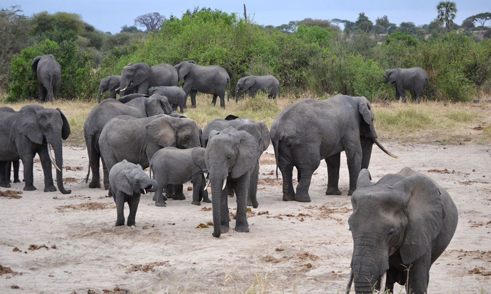 Safari after Kilimanjaro Elephants In Tarangire