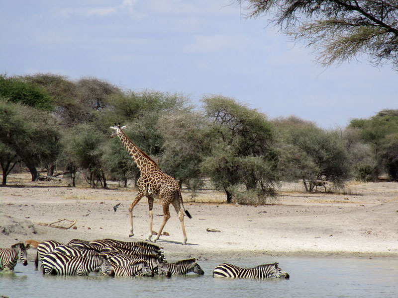 Safari After Kilimanjaro Giraffe In Tarangire