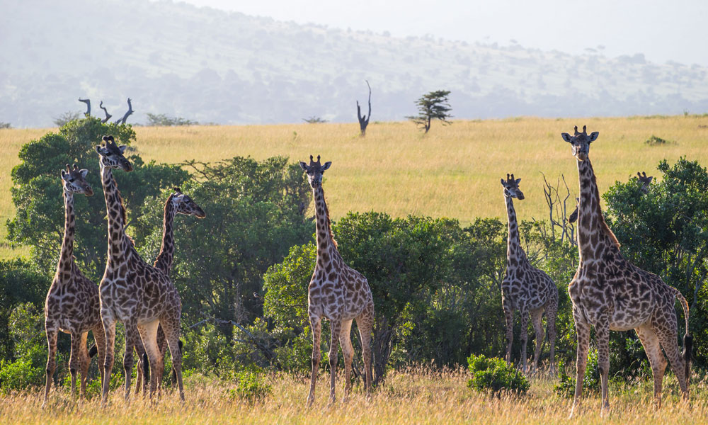 Safari after Kilimanjaro Giraffe On Safari