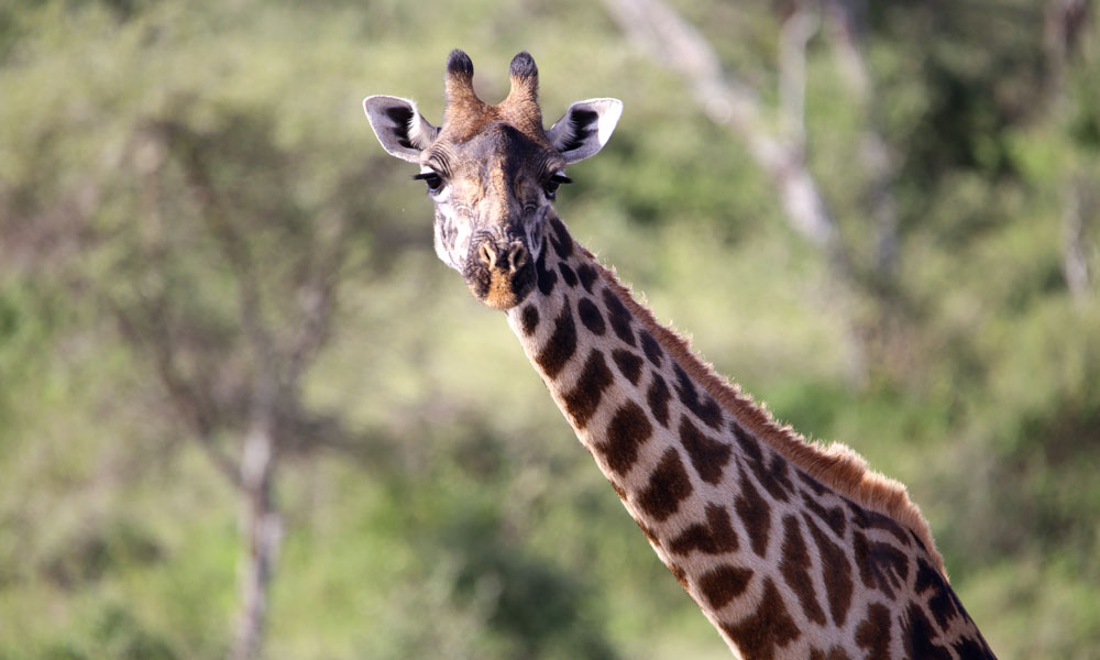Safari after Kilimanjaro Giraffe Tarangire