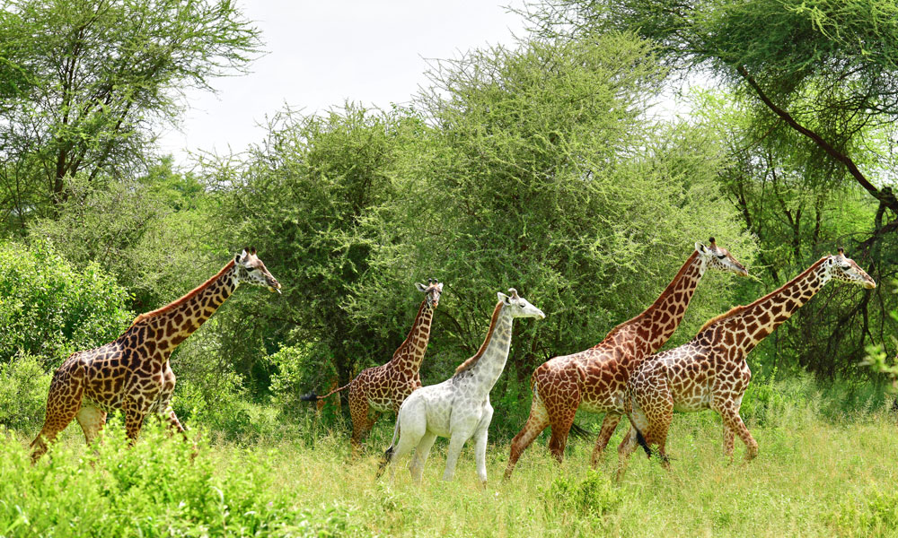 Safari after Kilimanjaro Giraffes In Tarangire