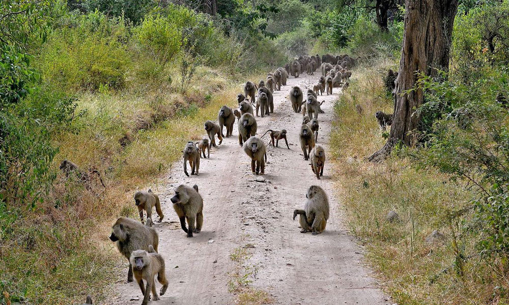 Safari after Kilimanjaro Lake Manyara Baboons