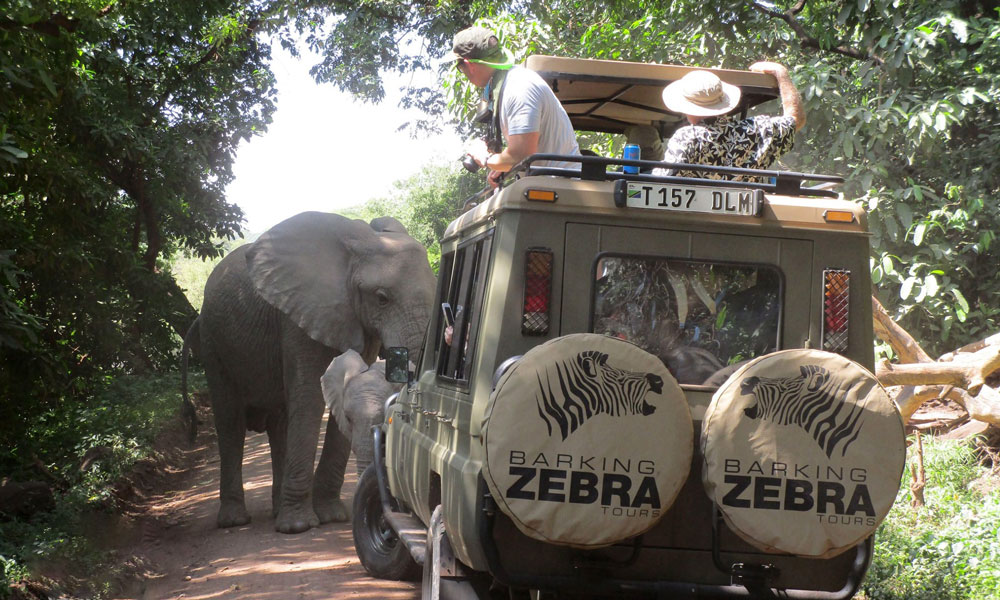 Safari after Kilimanjaro Lake Manyara Elephants