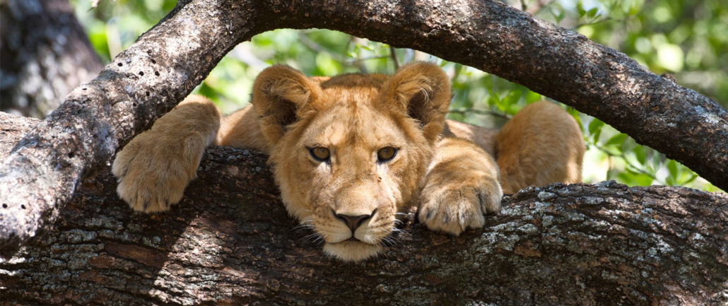 safari after Kilimanjaro Lake Manyara Lion In The Tree