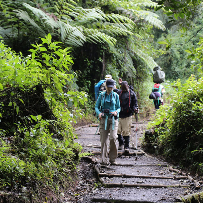 The trail to Mweka gate on the Mount Kilimanjaro Lemosho route