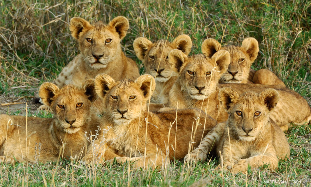 Safari after Kilimanjaro Lion Cubs In Ndutu