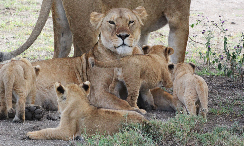 Safari after Kilimanjaro Lion Cubs