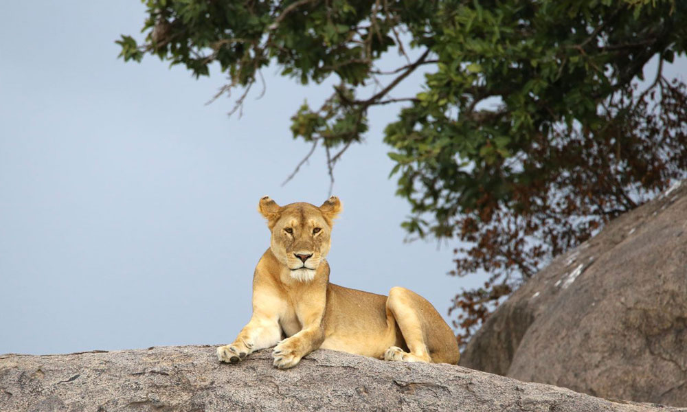 Safari after Kilimanjaro Lion In Serengeti