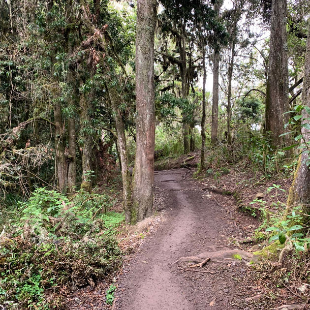 The trail to Mweka gate along the Machame route on Mount Kilimanjaro