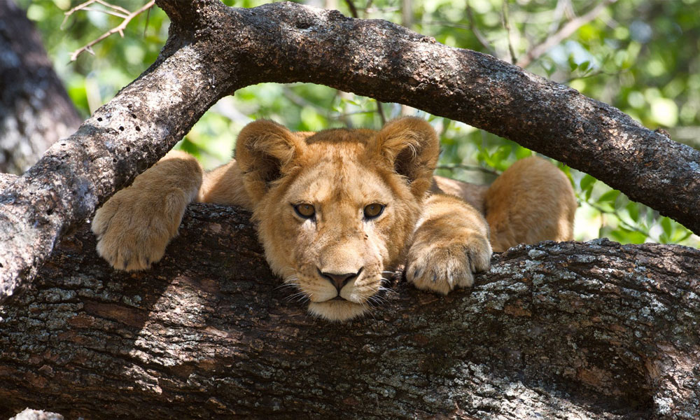 Safari after Kilimanjaro Manyara Tree Climbing Lion