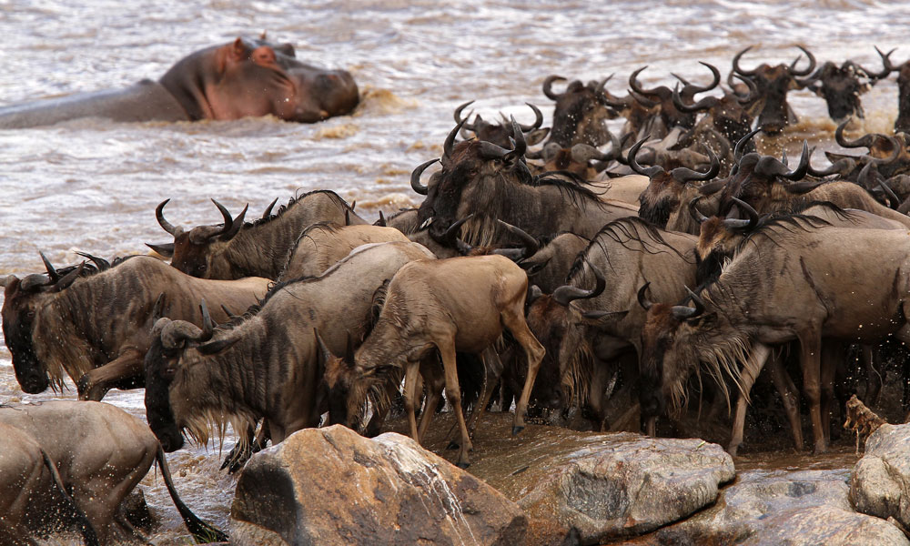 Safari After Kilimanjaro Serengeti Migration Mara River