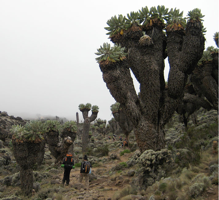 Mount Kilimanjaro Climate Zones Moorland