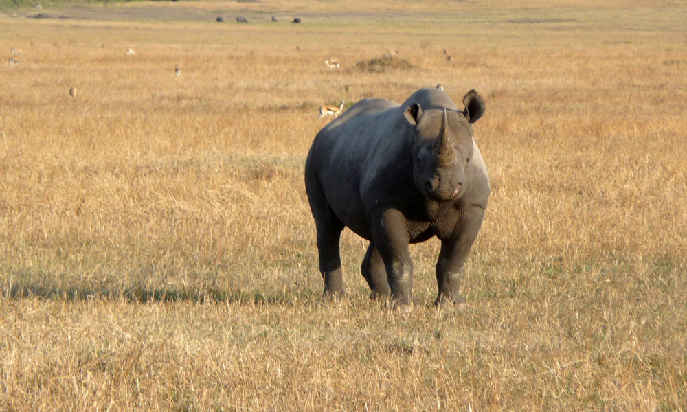 Safari after Kilimanjaro Rhino