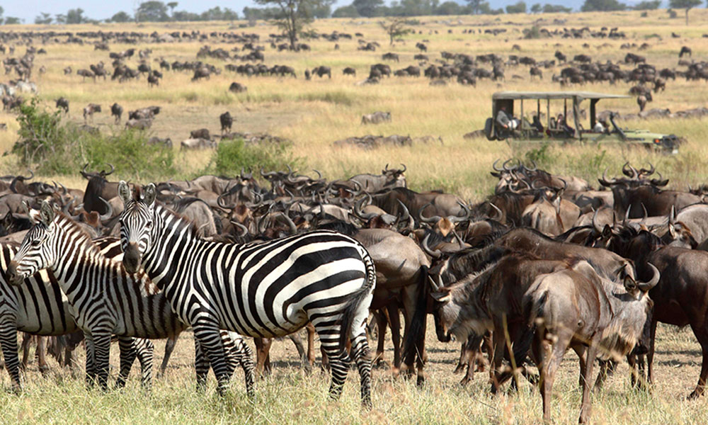 Safari After Kilimanjaro Serengeti Migration