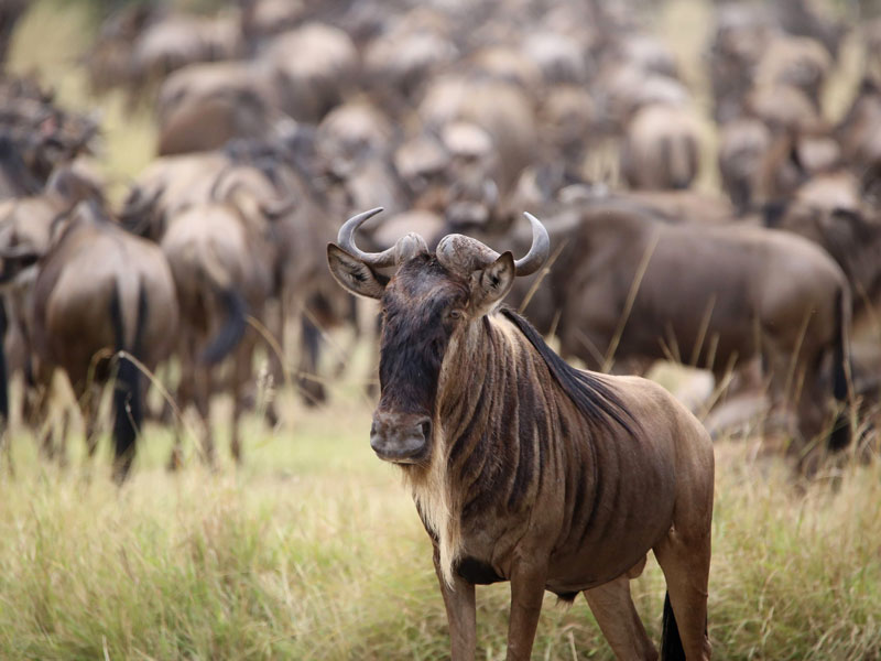 Safari After Kilimanjaro Serengeti Wildebeest Migration
