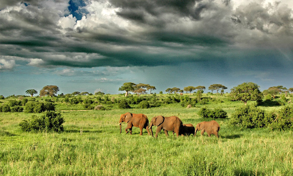 Safari after Kilimanjaro Tarangire Green Season