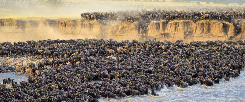 Safari After Kilimanjaro Serengeti Wildebeest Migration