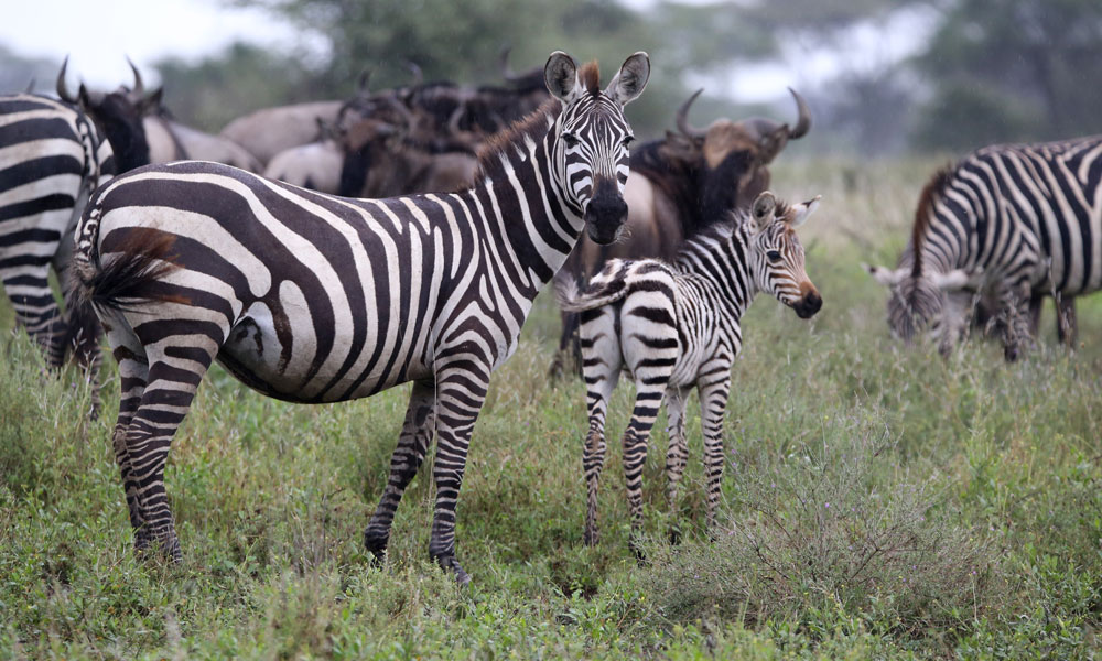 Safari after Kilimanjaro Zebras